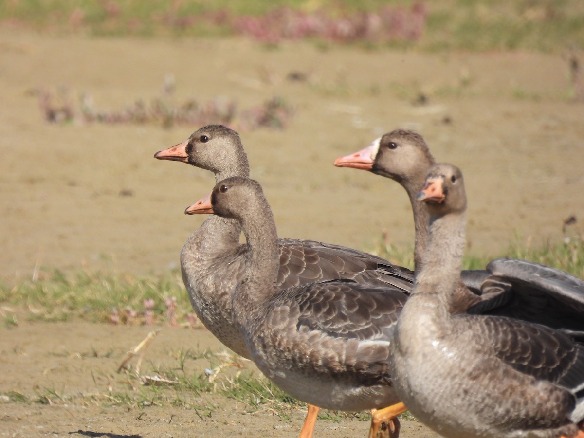 Greater White-fronted Goose - ML495449321