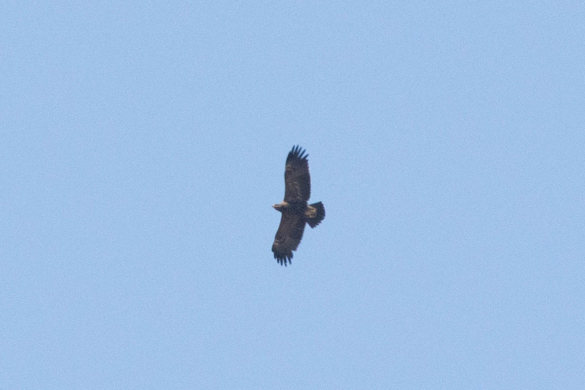 Lesser Spotted Eagle - Ana  Botelho