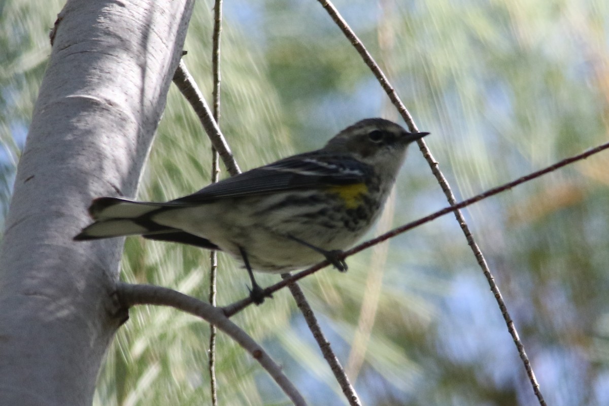 Yellow-rumped Warbler (Myrtle) - Louis Hoeniger