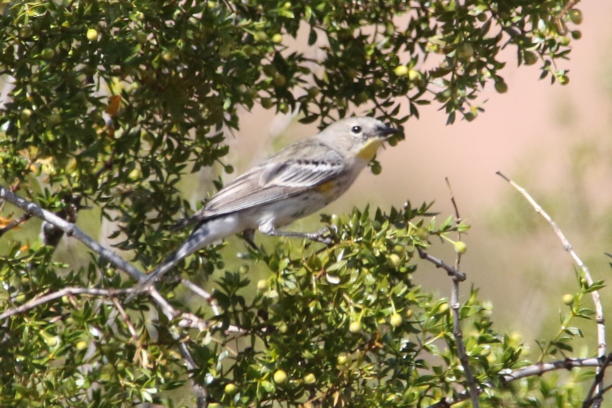 Yellow-rumped Warbler (Audubon's) - ML49545411