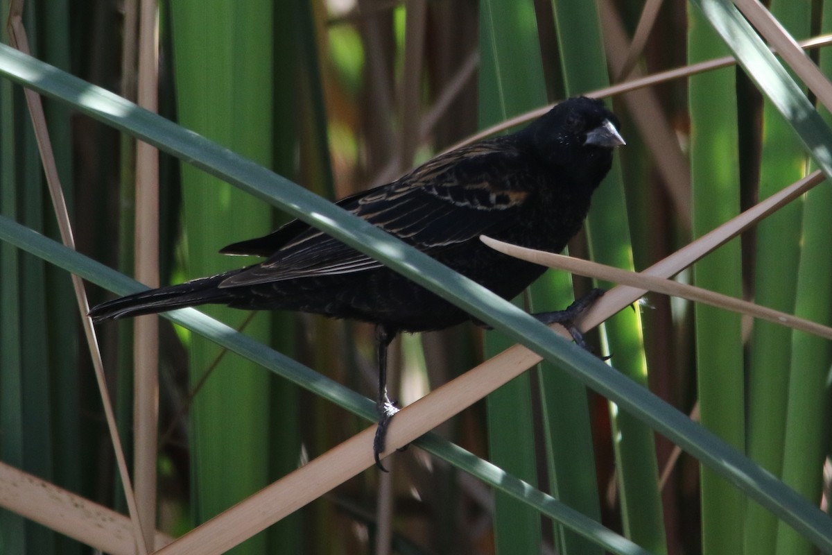 Red-winged Blackbird (Red-winged) - ML49545541
