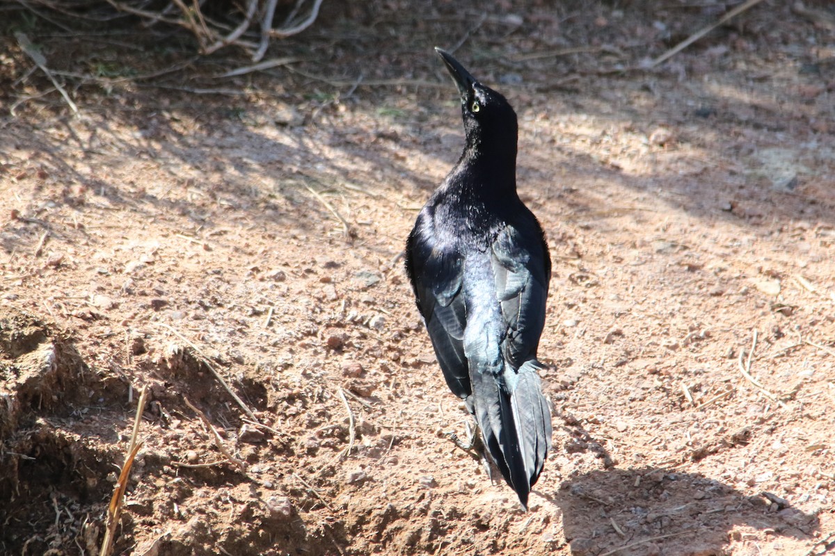 Great-tailed Grackle - ML49545641