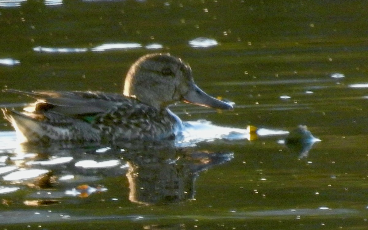 Green-winged Teal - Mary  McMahon