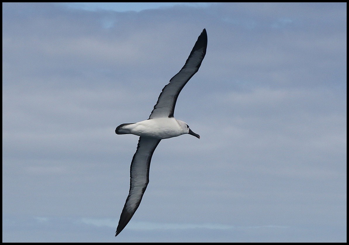 Atlantic/Indian Yellow-nosed Albatross - Tom Pavlik