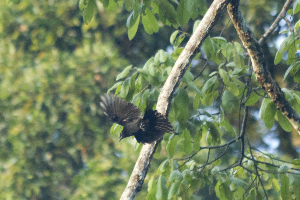 Black Magpie (Bornean) - ML495468811