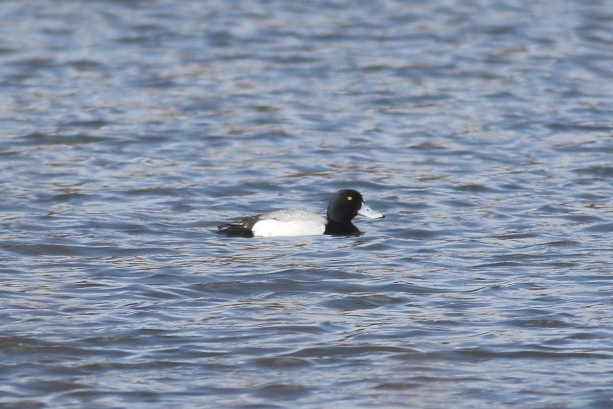 Greater Scaup - ML49546961