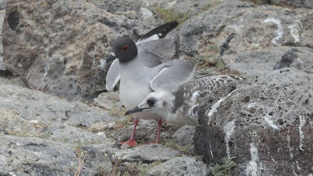 Swallow-tailed Gull - ML495471811