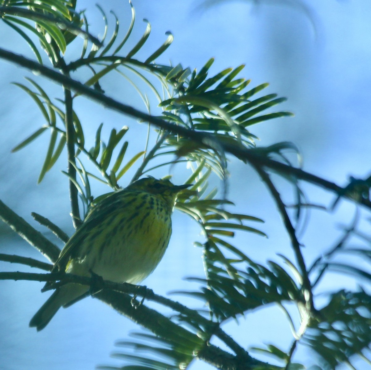 Cape May Warbler - ML49547901