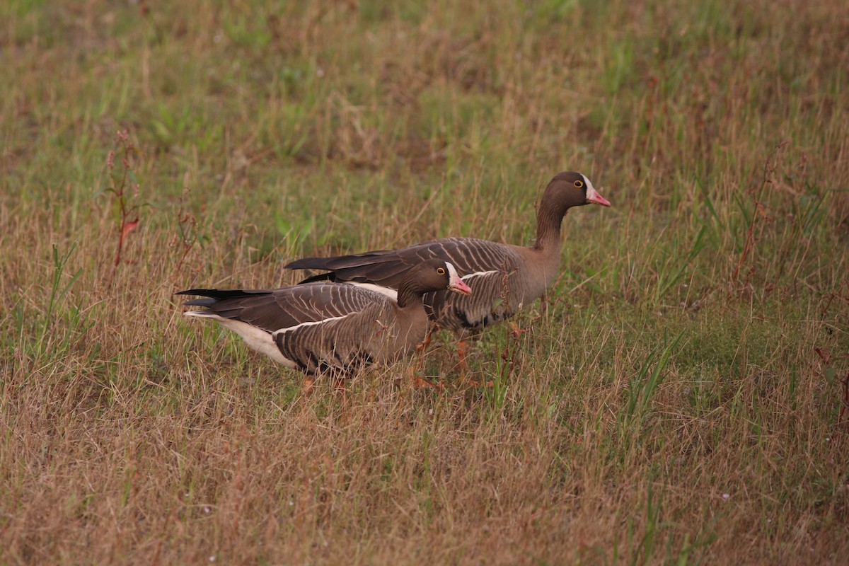 Lesser White-fronted Goose - Anonymous
