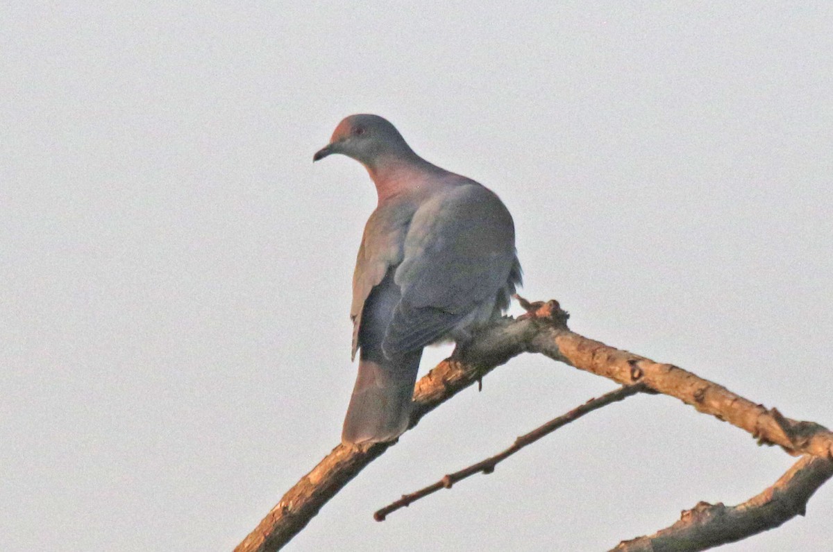 Pale-vented Pigeon - ML495493051