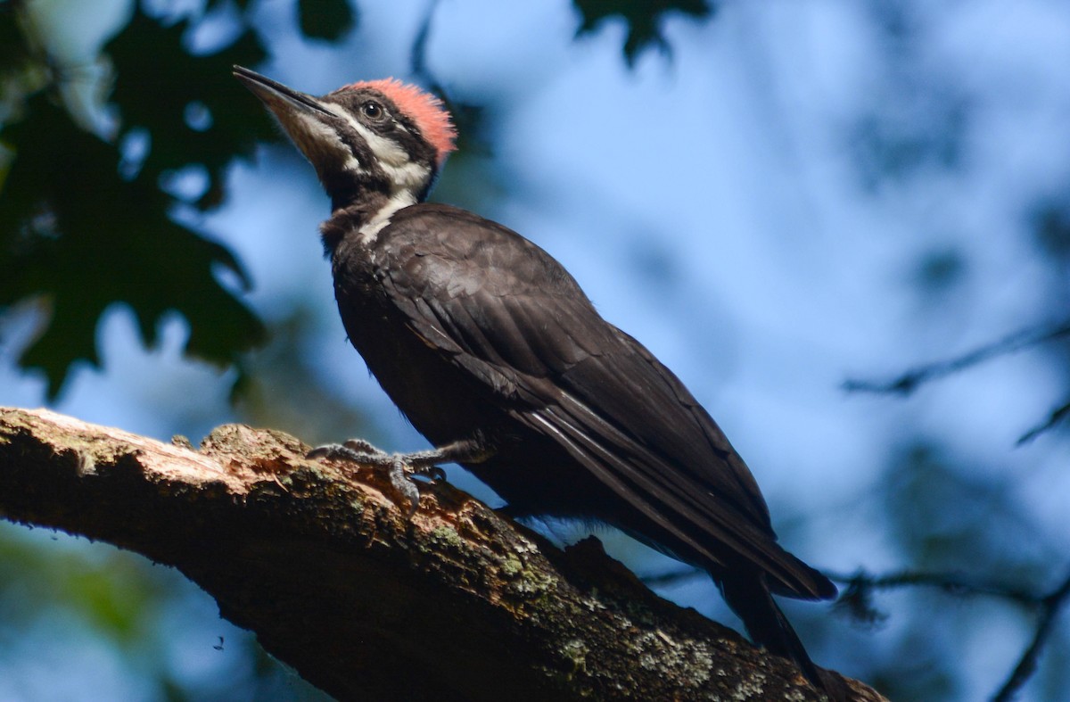 Pileated Woodpecker - Joshua Little