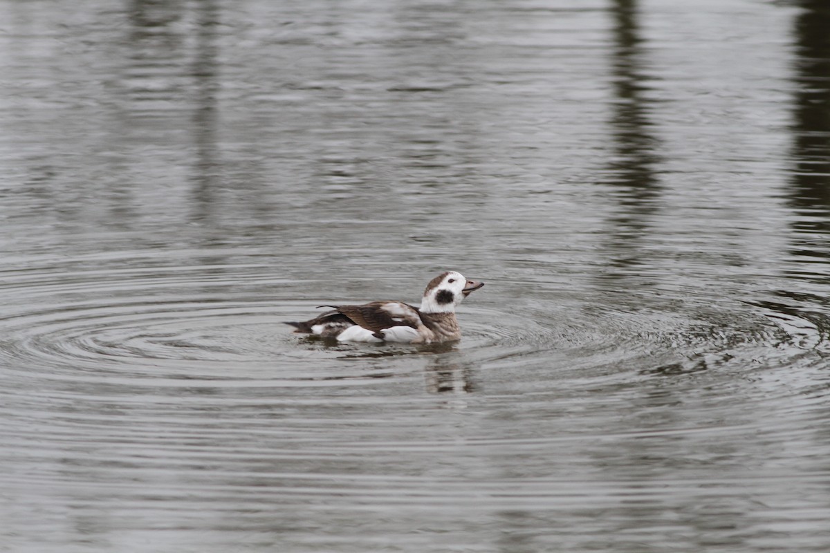 Long-tailed Duck - Anonymous