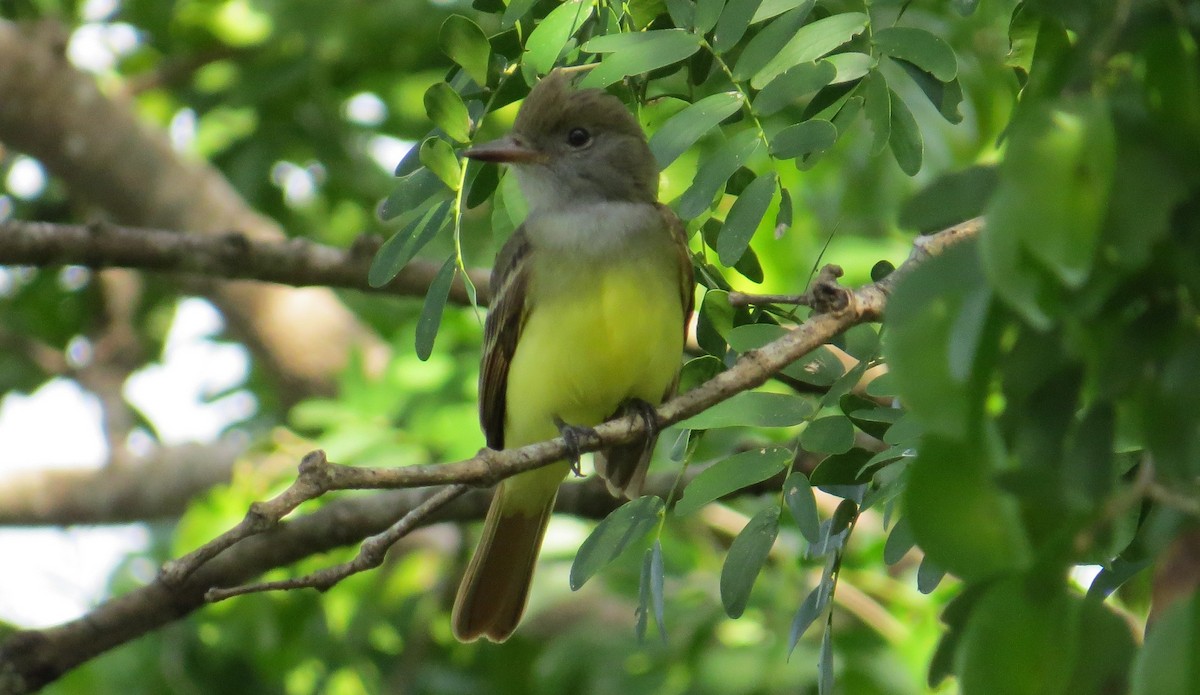Great Crested Flycatcher - ML495498271