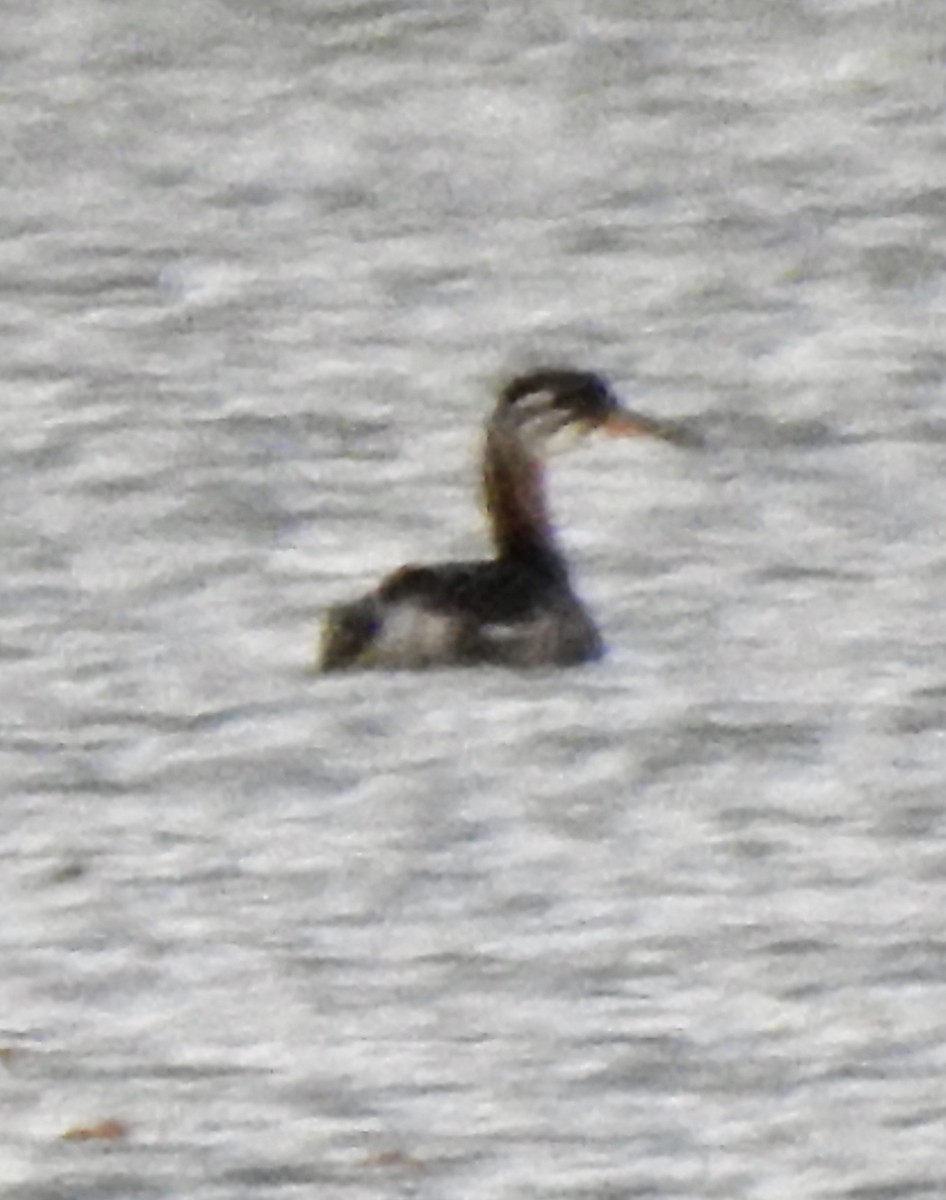Red-necked Grebe - ML495499091
