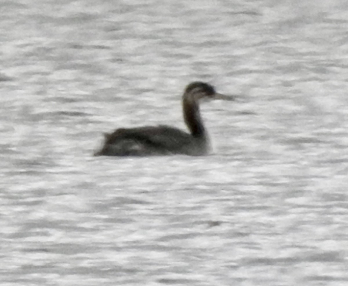 Red-necked Grebe - ML495499101