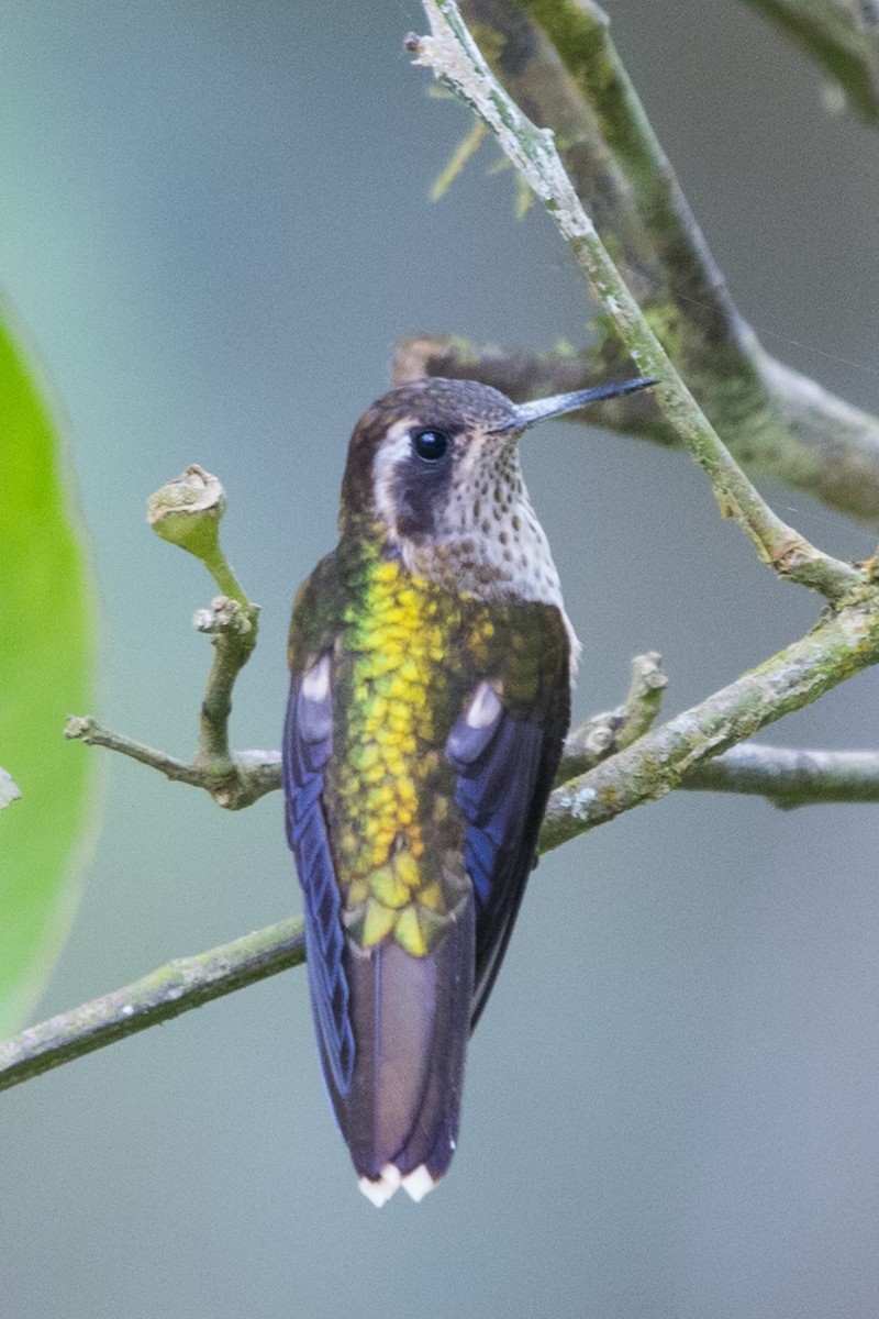 Speckled Hummingbird - ML495499371