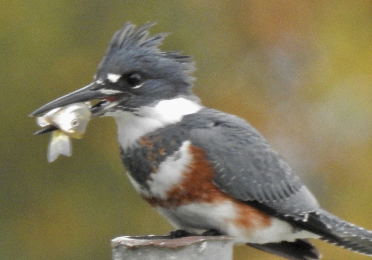 Belted Kingfisher - ML495500171