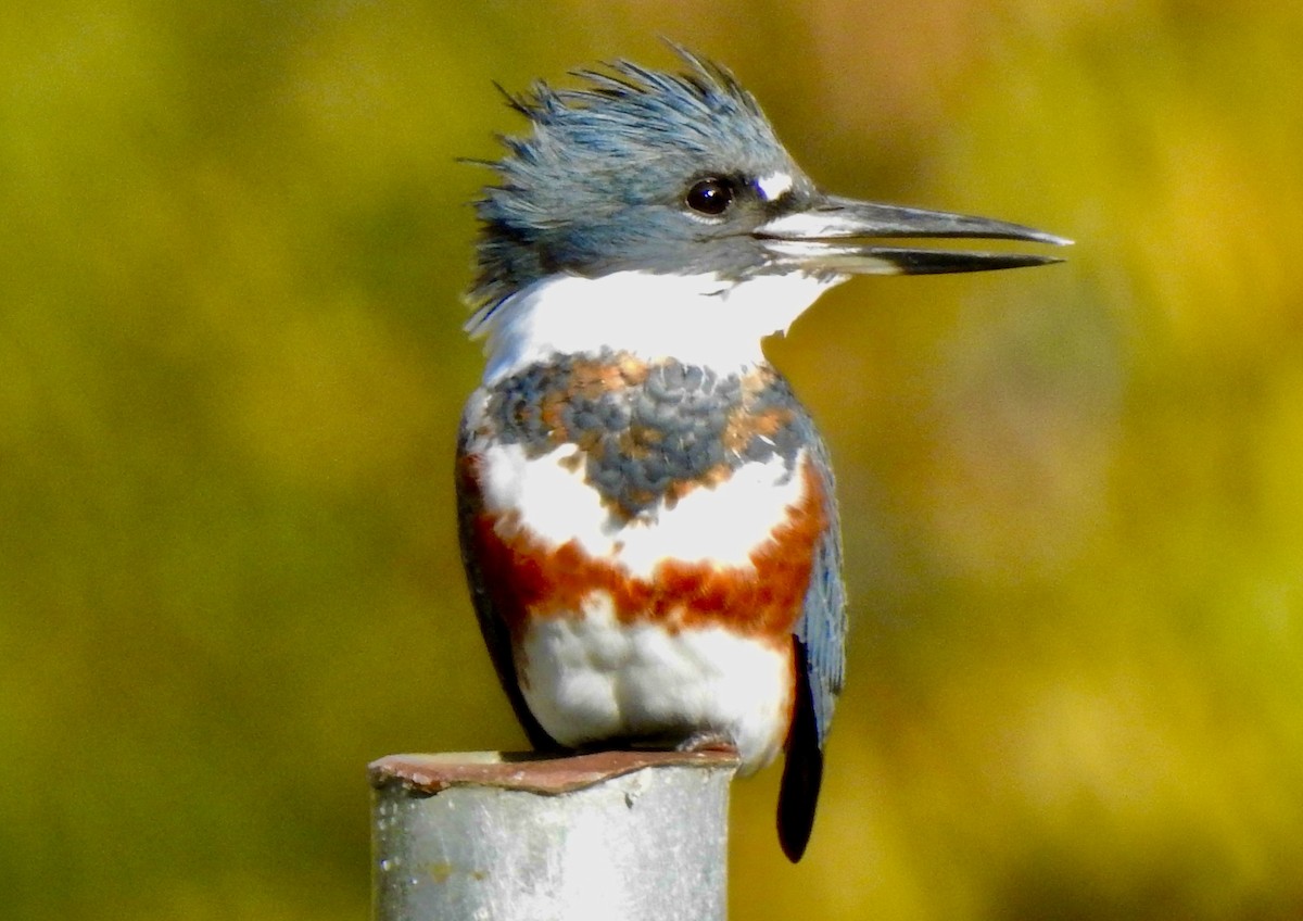 Belted Kingfisher - ML495501241