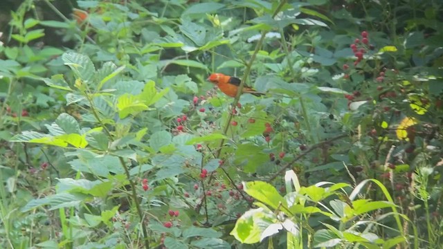 Scarlet Tanager - ML495501501