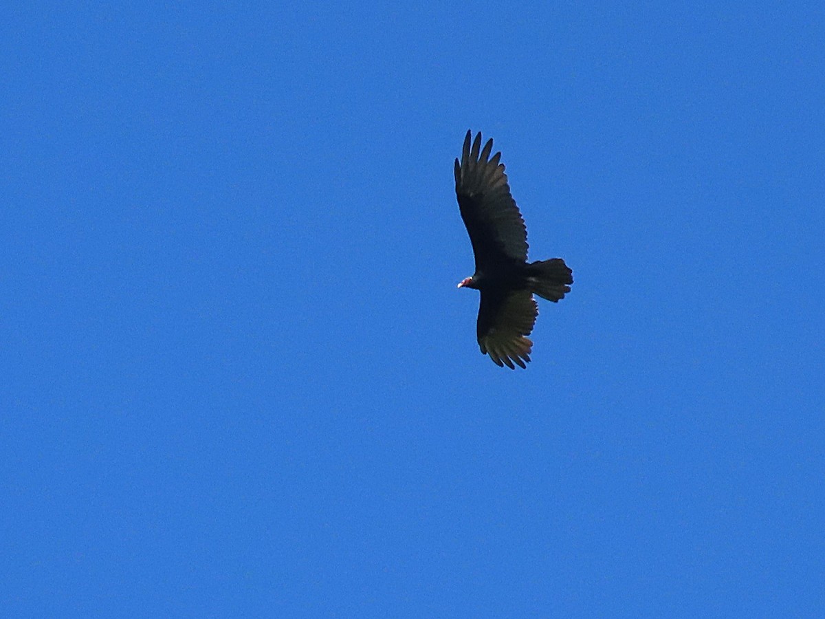 Turkey Vulture (Tropical) - ML495502521