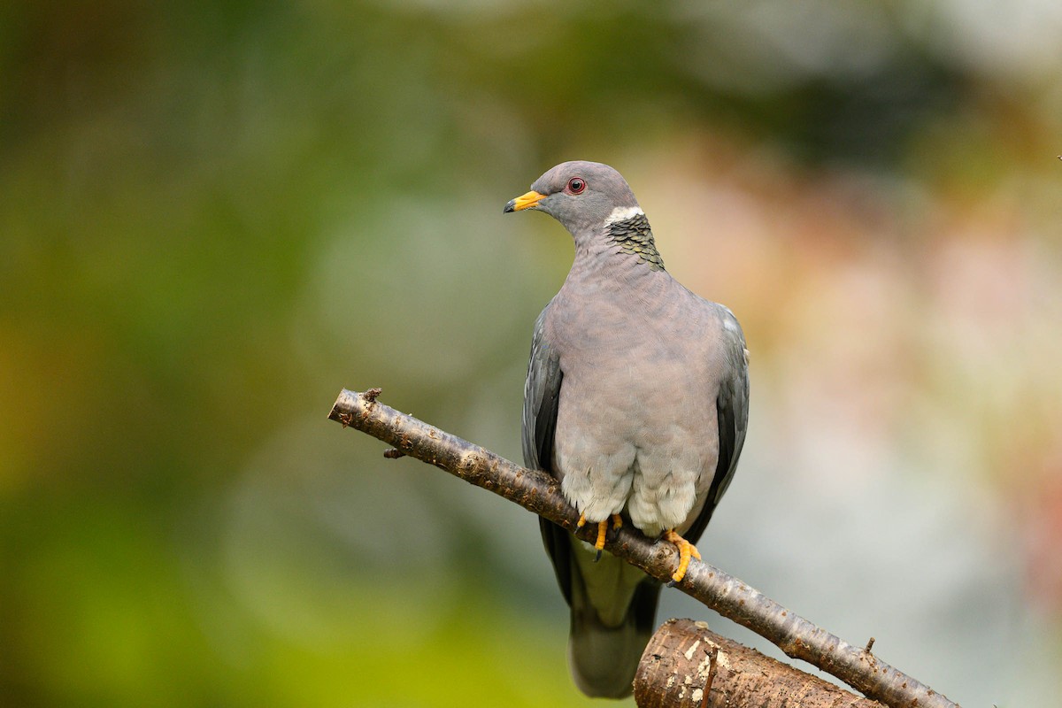 Band-tailed Pigeon - JD Hascup