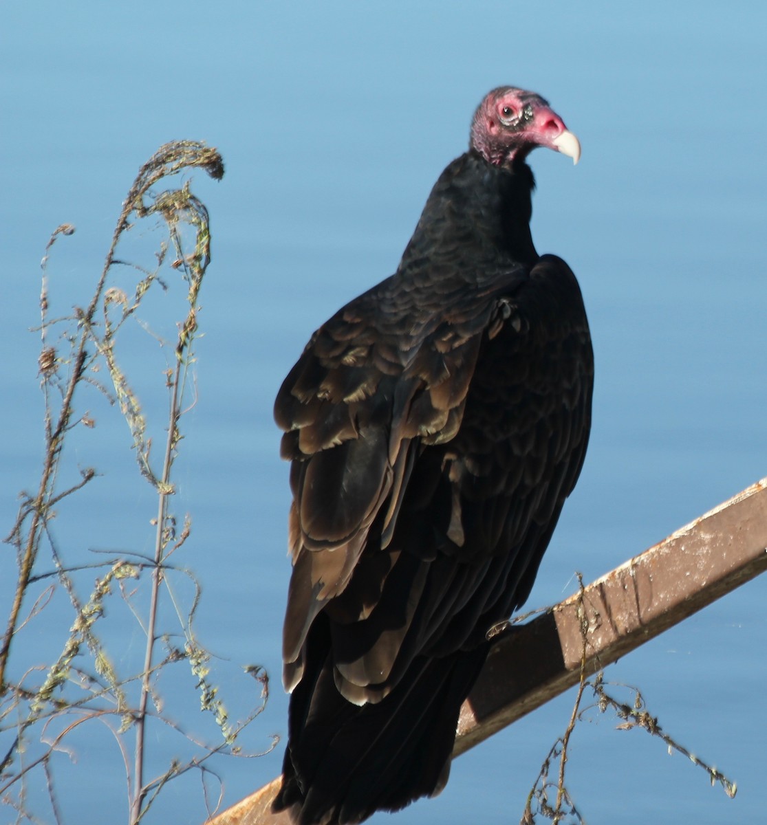 Turkey Vulture - ML495512761