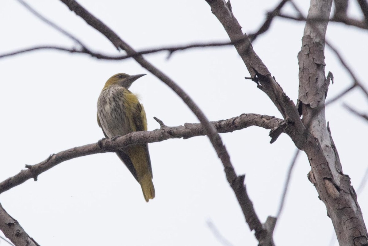 Indian Golden Oriole - ML495513561