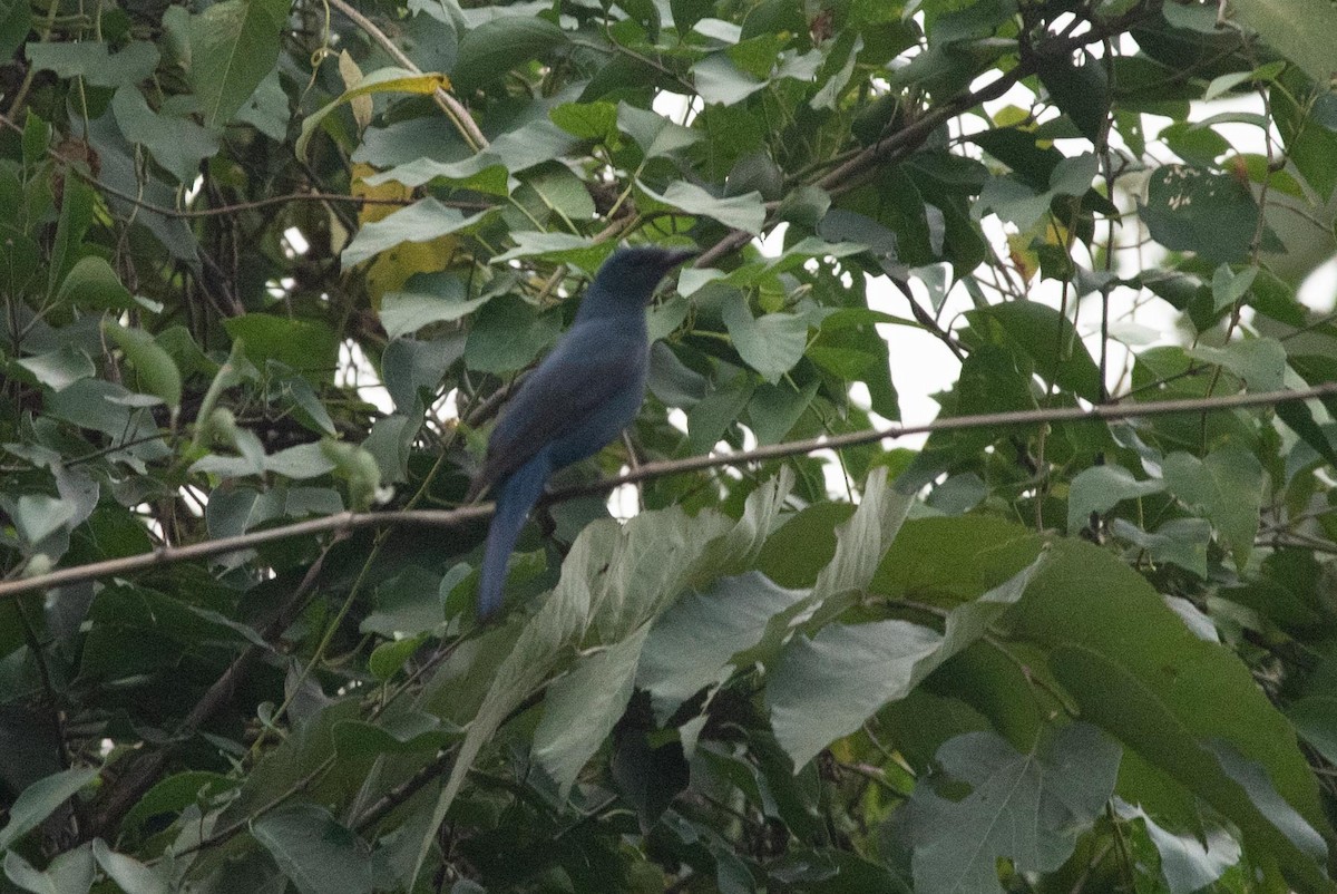 Asian Fairy-bluebird - ML495516511