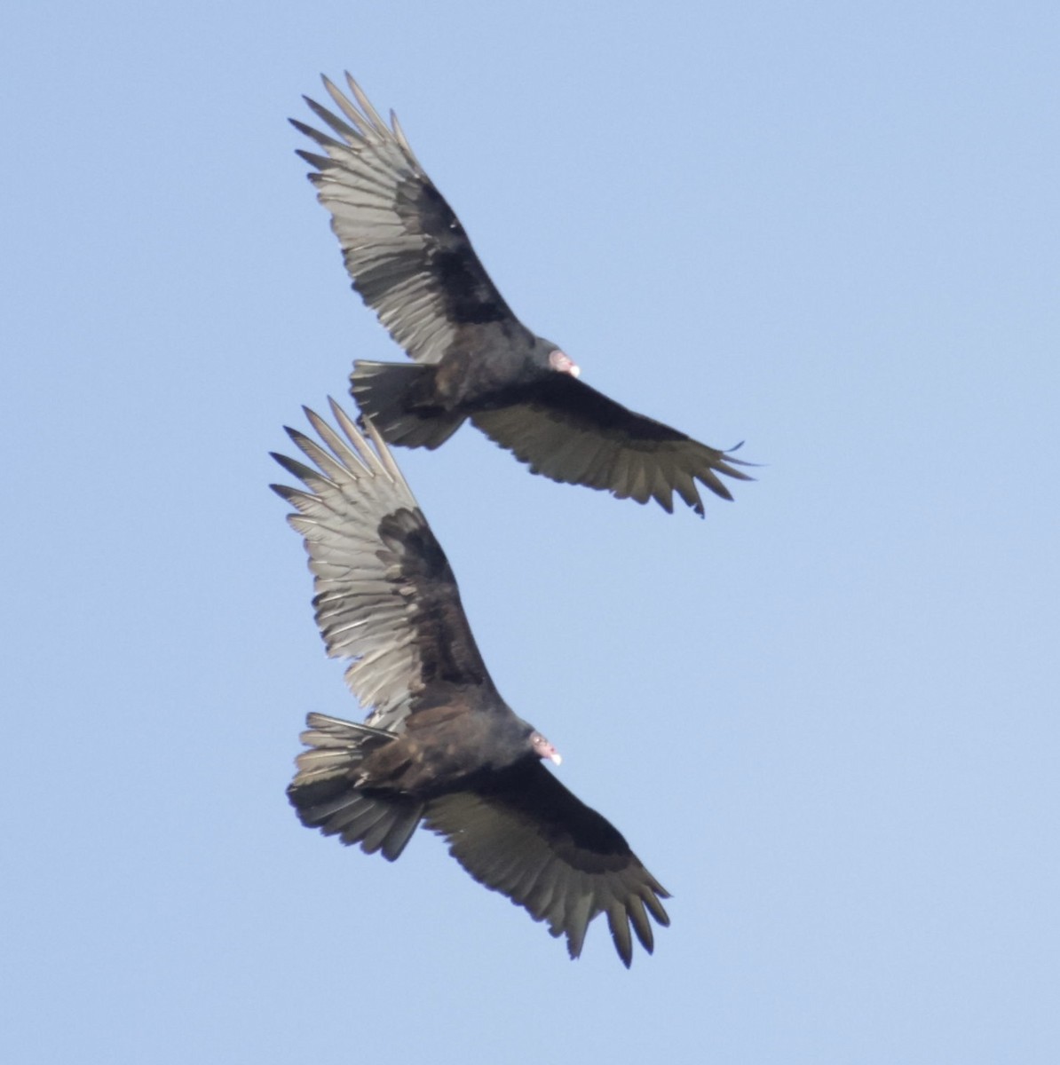 Turkey Vulture - ML495517861