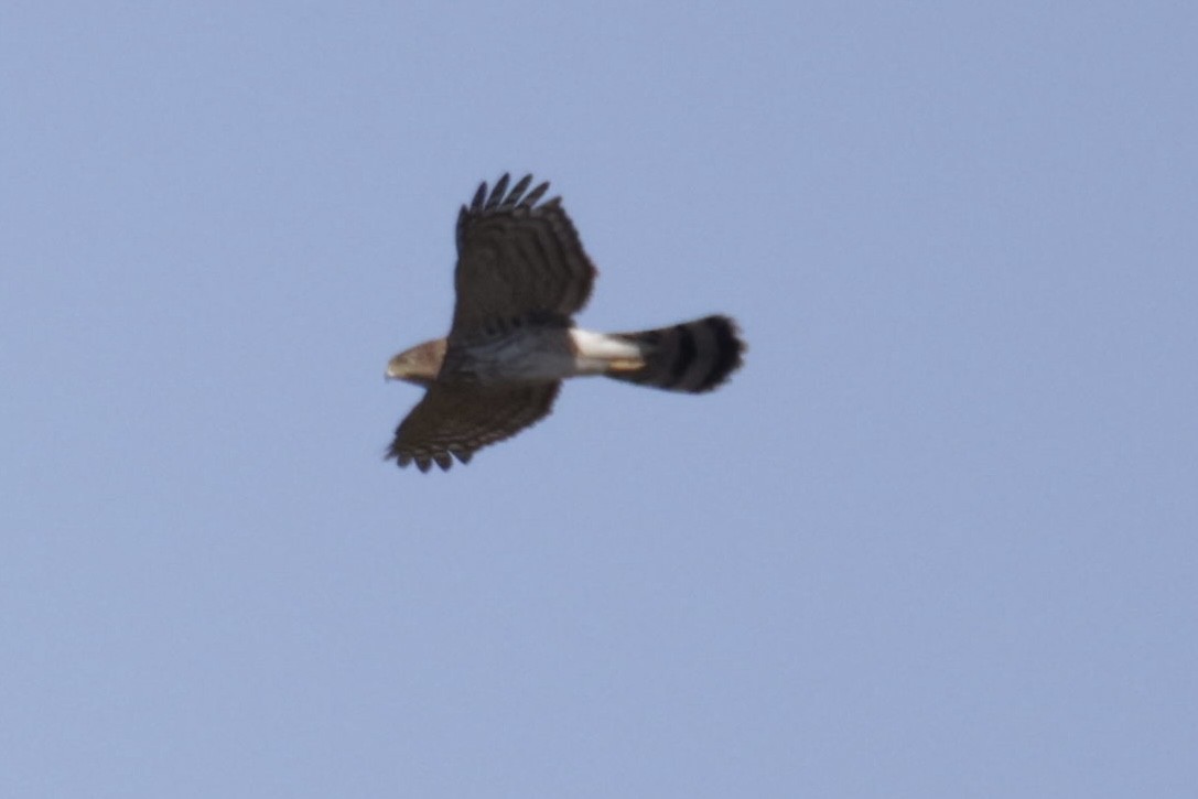 Cooper's Hawk - A Birder