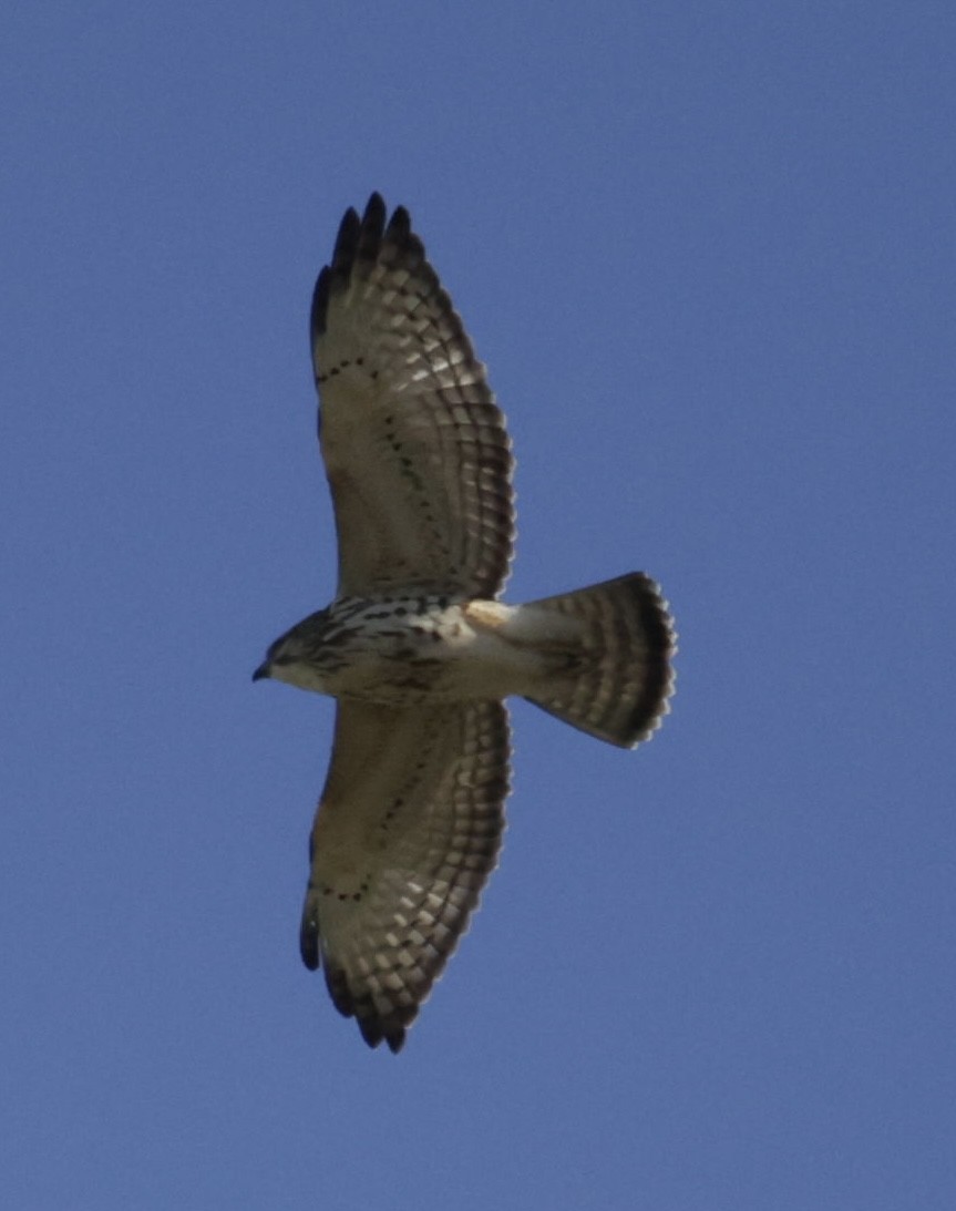 Broad-winged Hawk - ML495518581