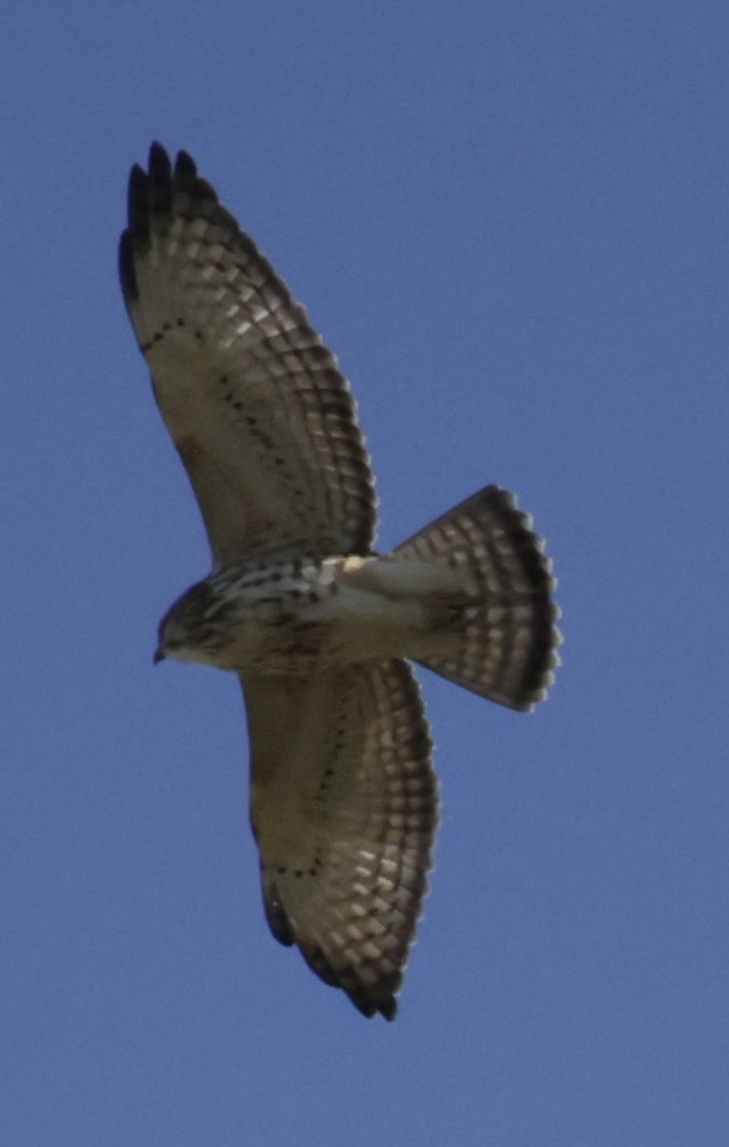 Broad-winged Hawk - ML495518601
