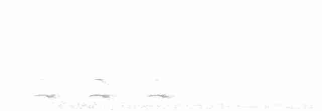 Белокрылая пенелопа - ML495518631
