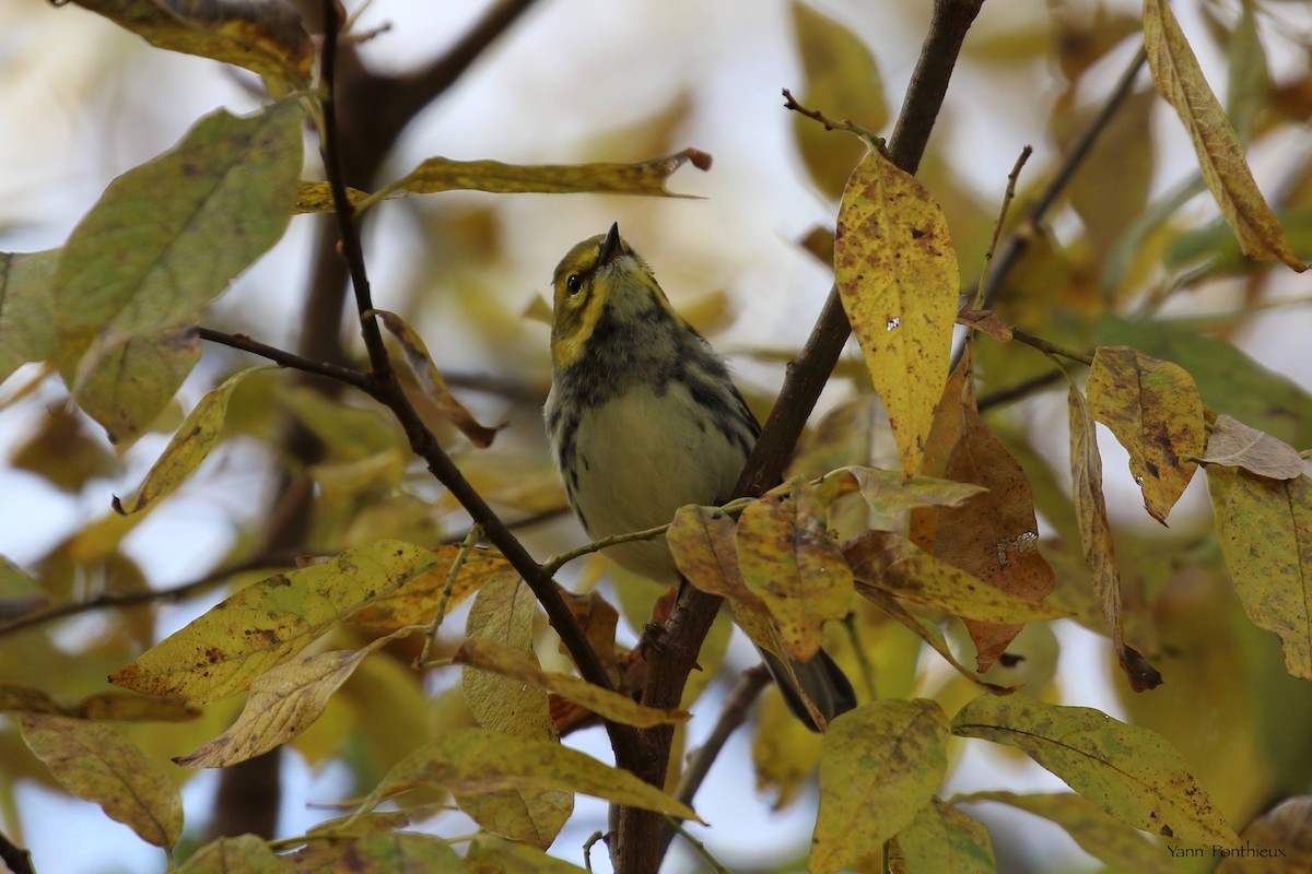 Black-throated Green Warbler - ML495520111