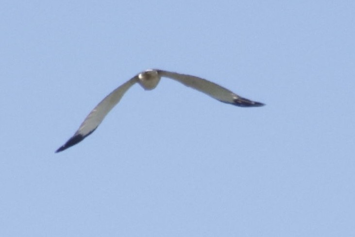 Делавэрская чайка - ML495530521