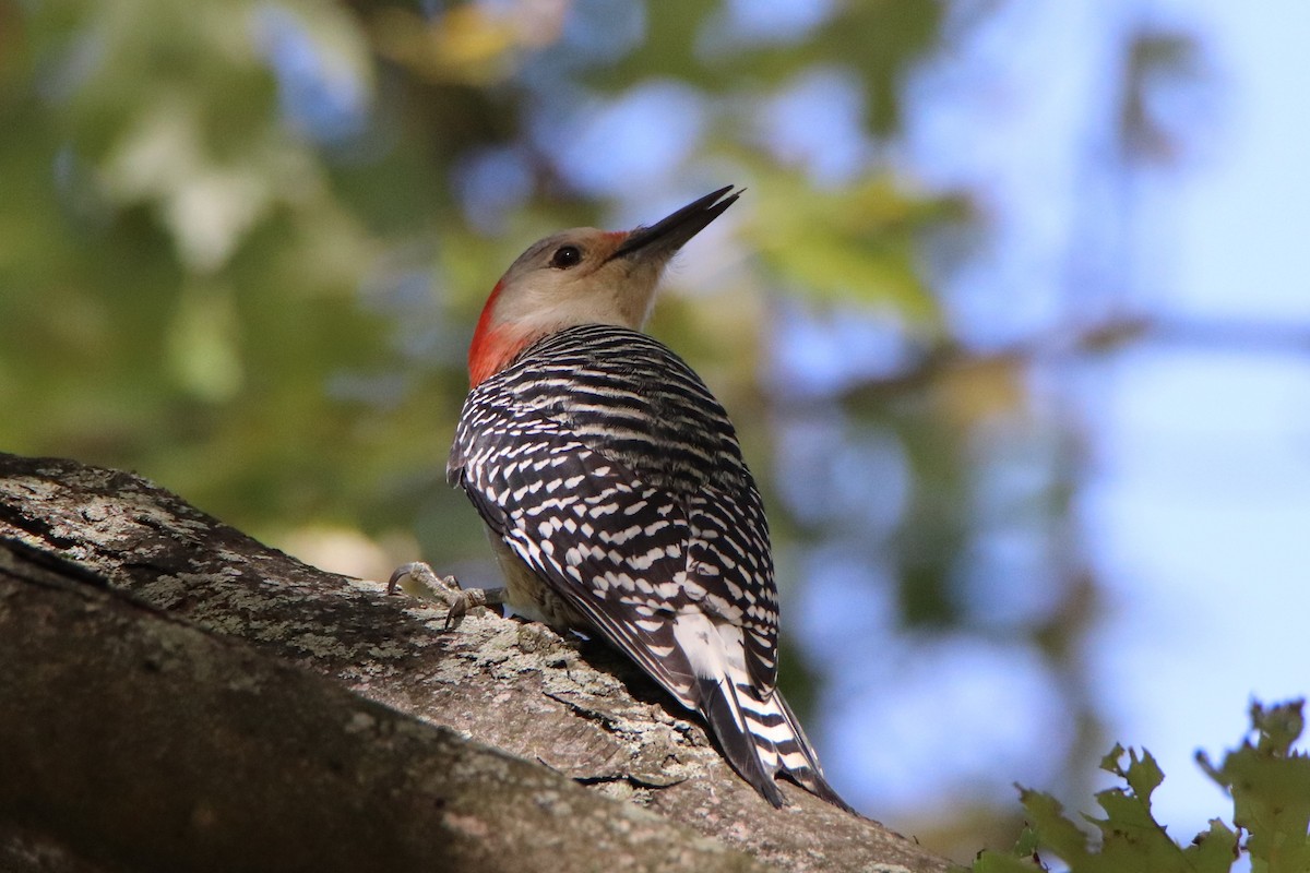 Red-bellied Woodpecker - ML495532511
