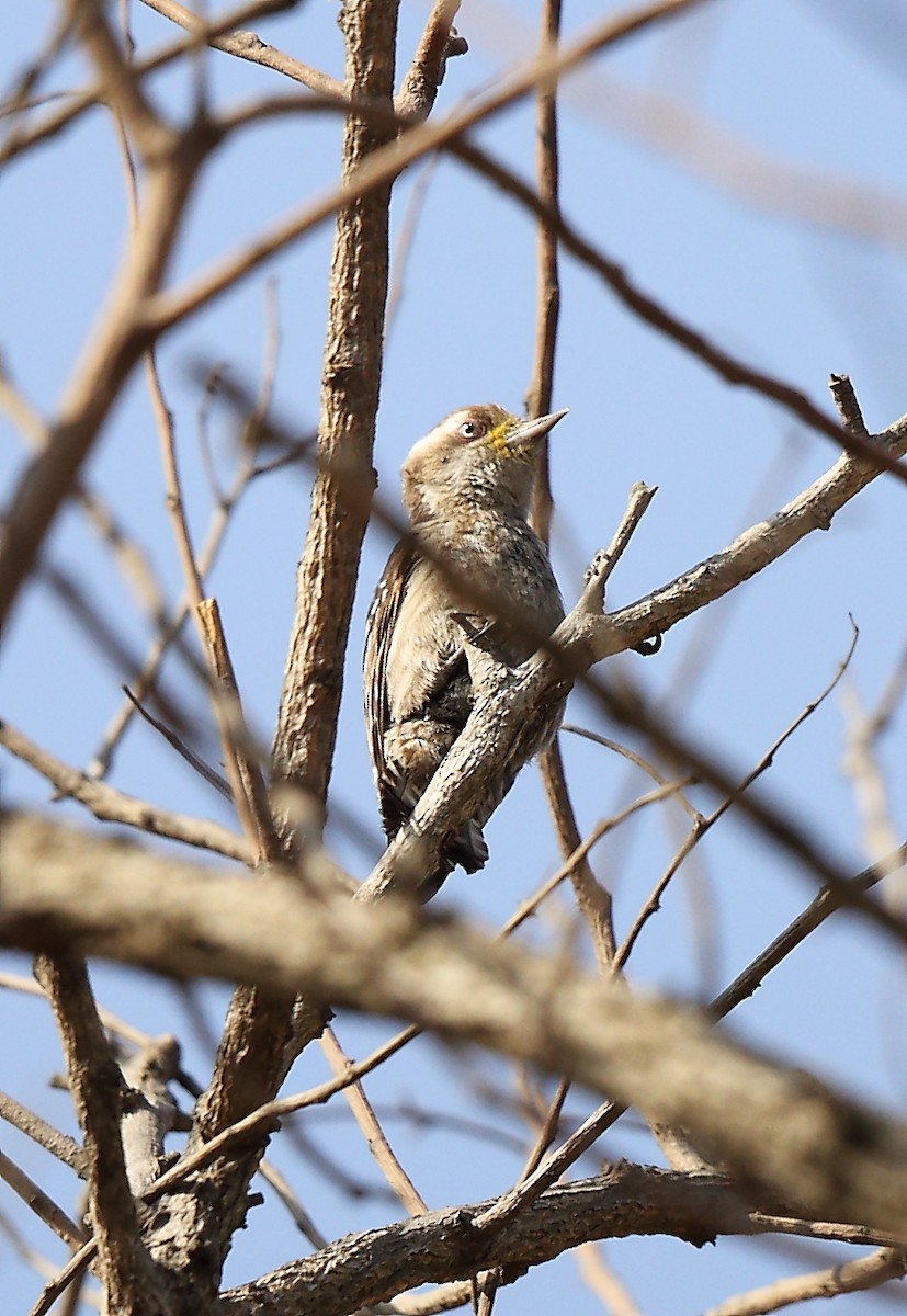 Brown-capped Pygmy Woodpecker - ML49553301