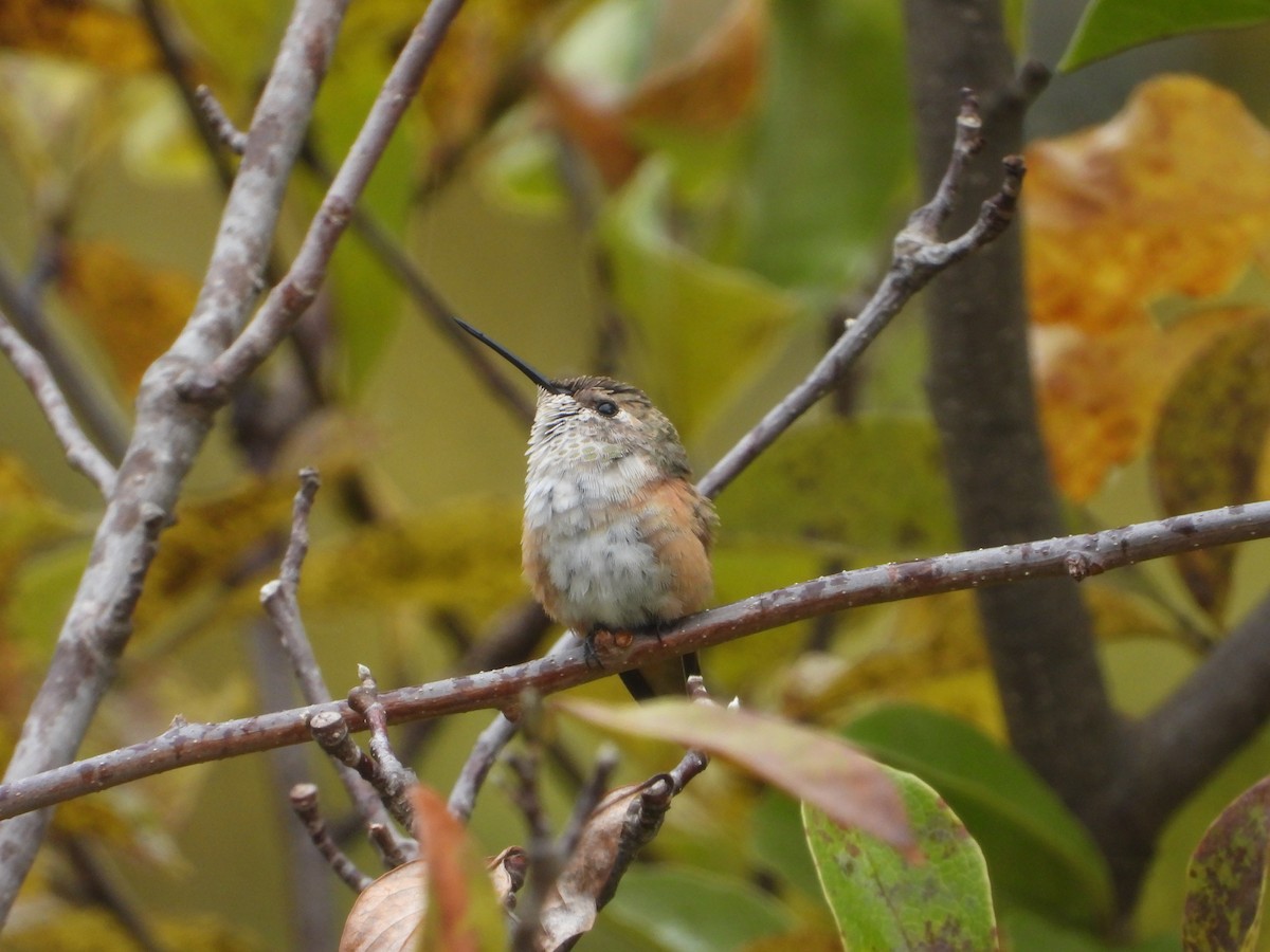 Rufous Hummingbird - ML495534181