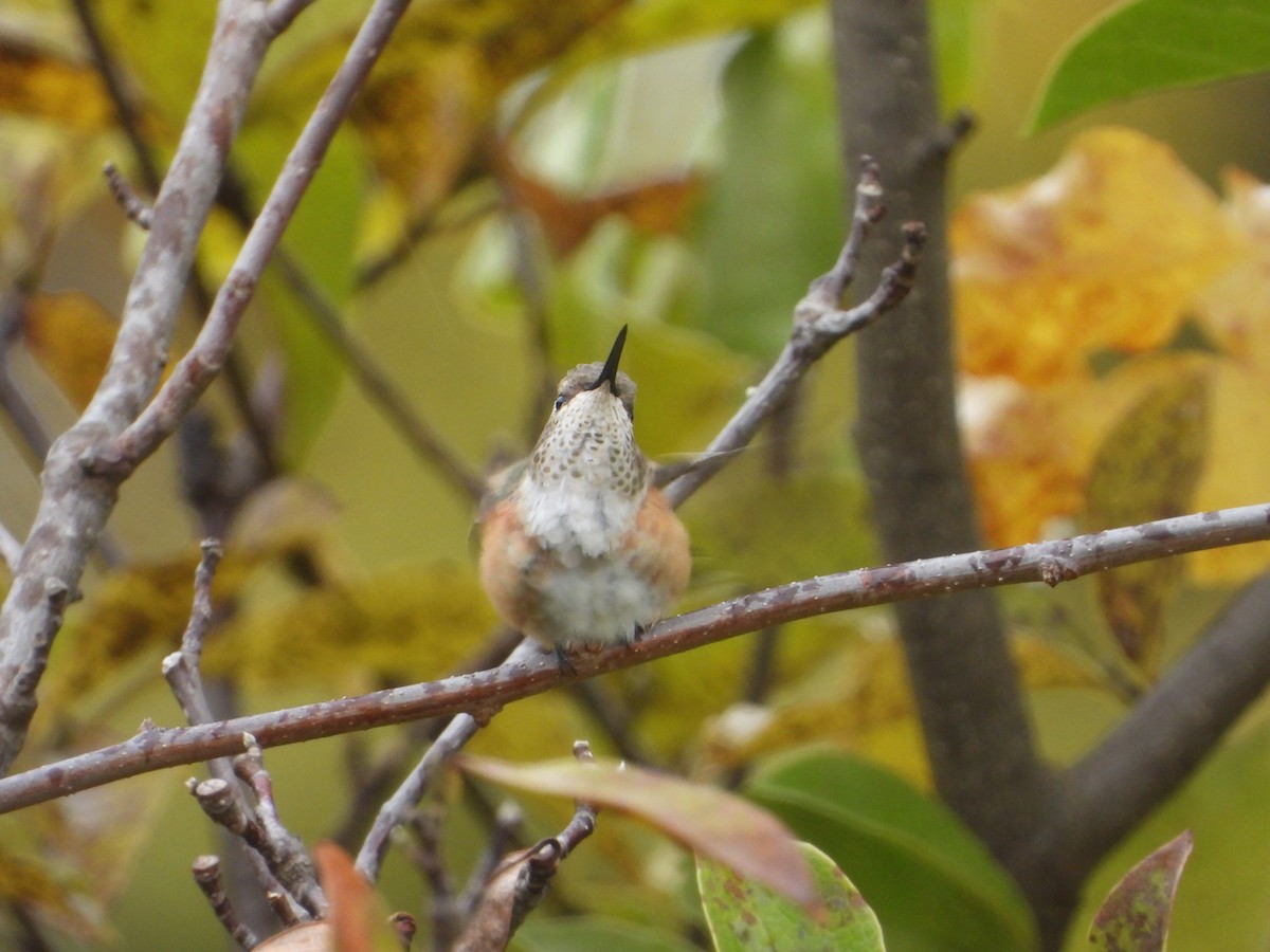 Rufous Hummingbird - ML495534191