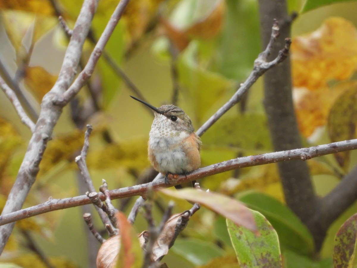 Rufous Hummingbird - ML495534211