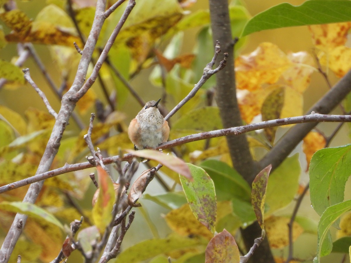Rufous Hummingbird - ML495534221