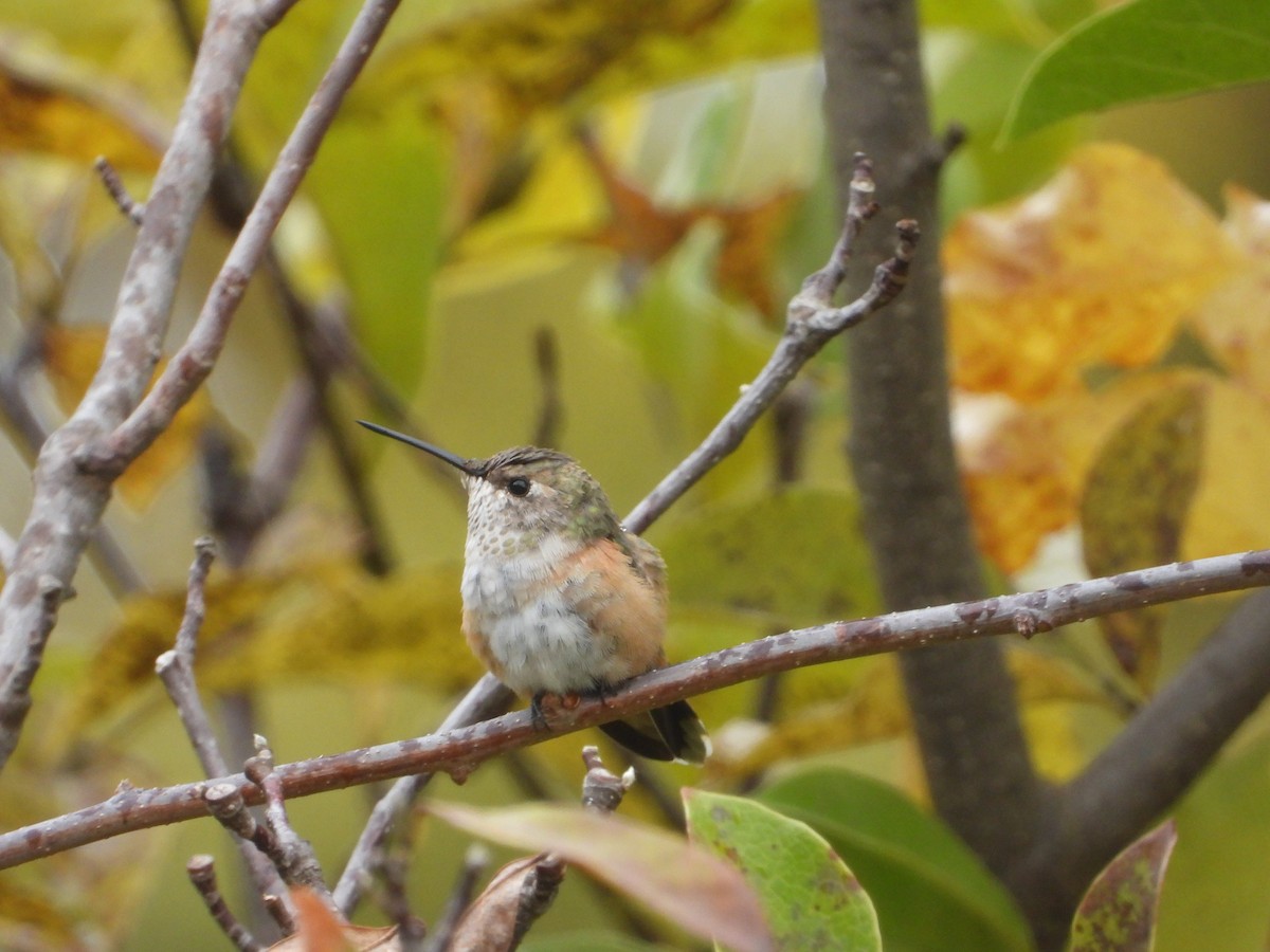 Rufous Hummingbird - ML495534231