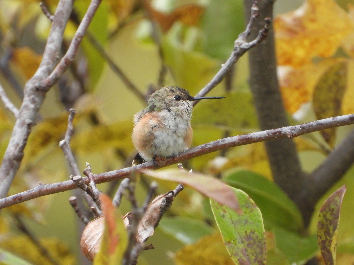 Rufous Hummingbird - ML495534241