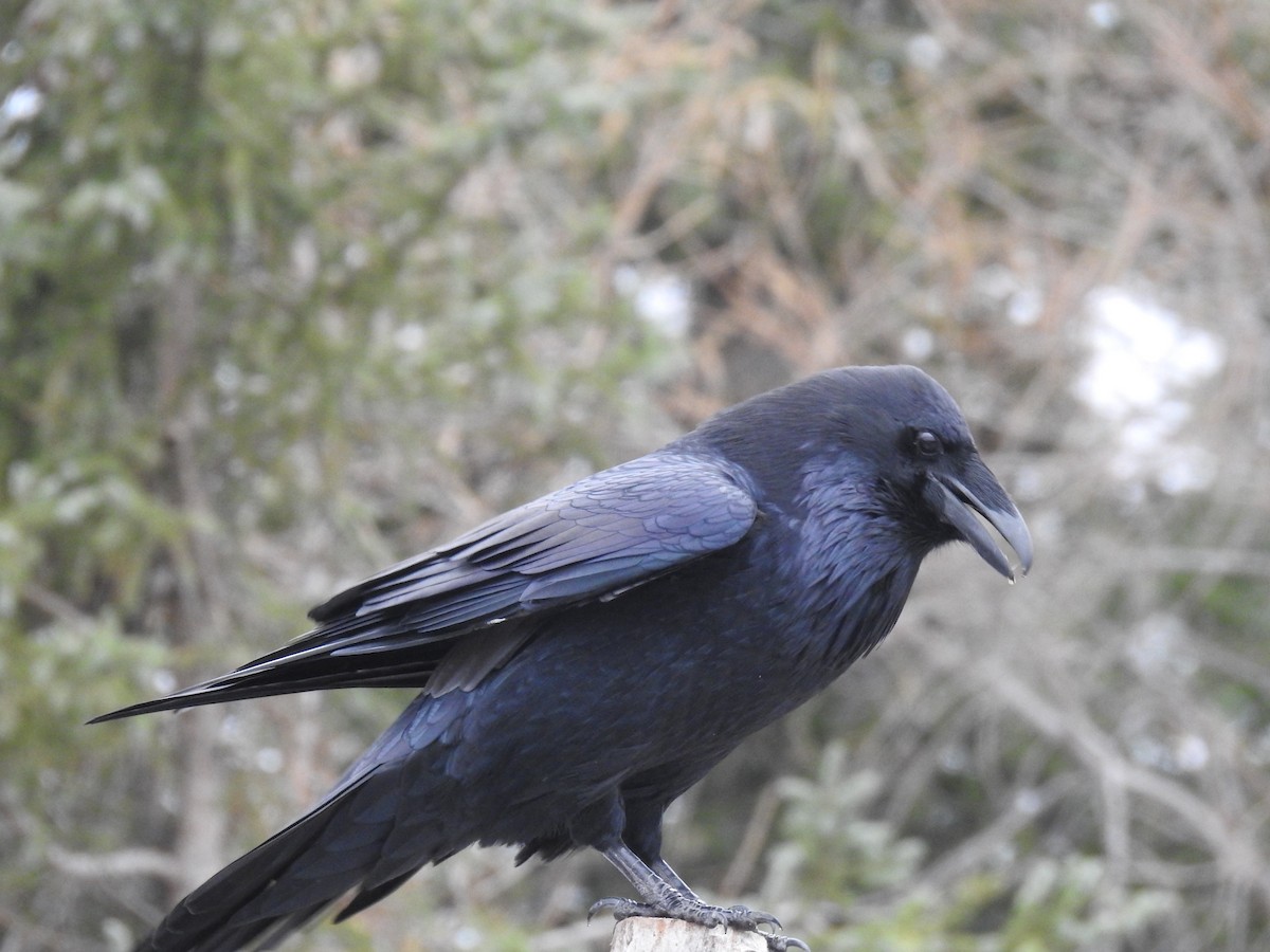 Common Raven - ML495536101