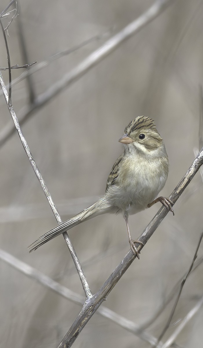 Clay-colored Sparrow - Kraig Cawley