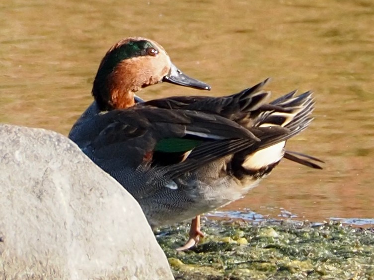 Ml495538871 green winged teal macaulay library
