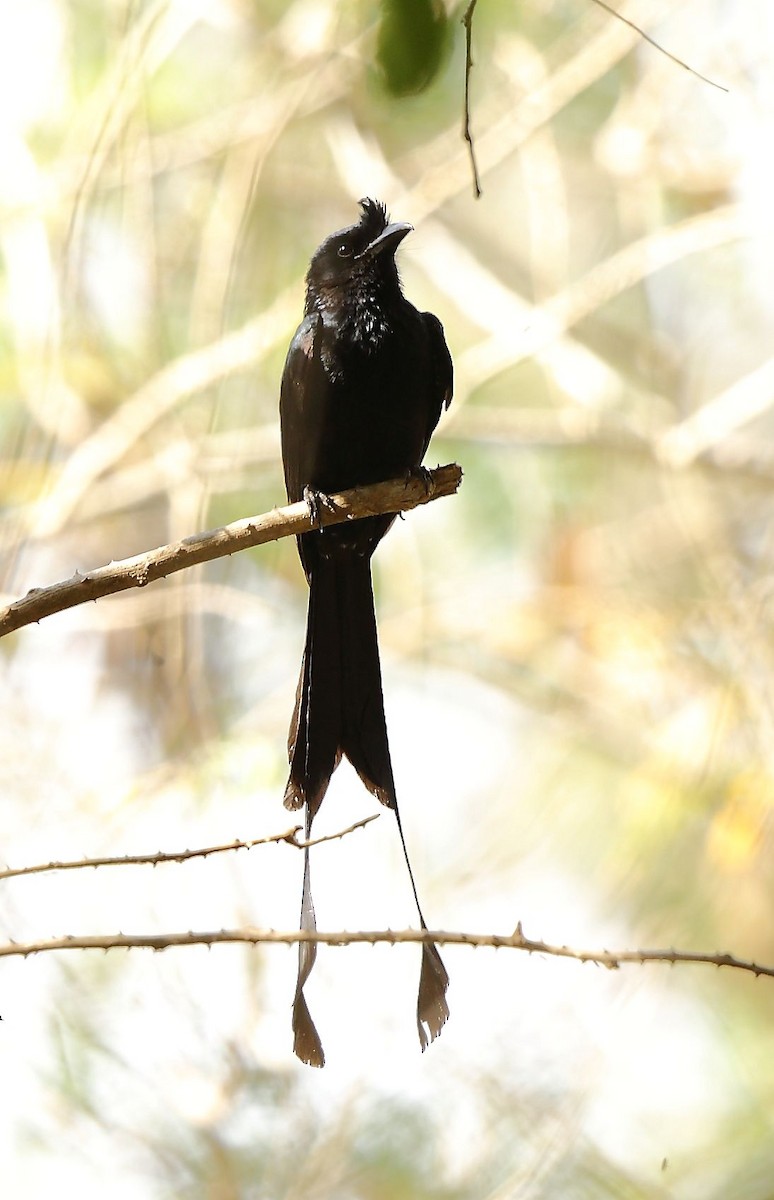 Greater Racket-tailed Drongo - ML49553891