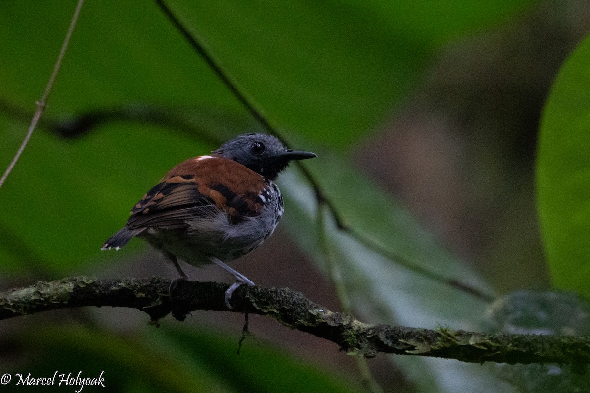 Spotted Antbird - ML495551291