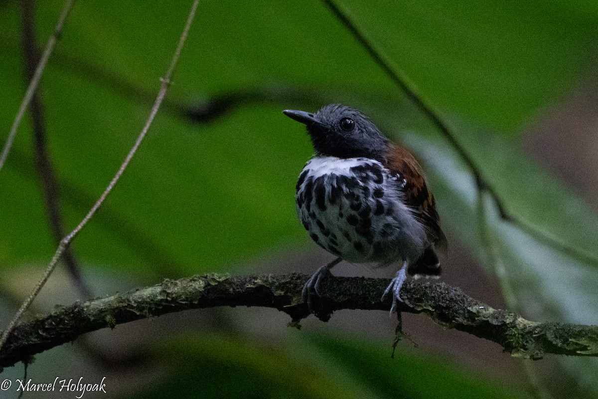 Spotted Antbird - ML495551301