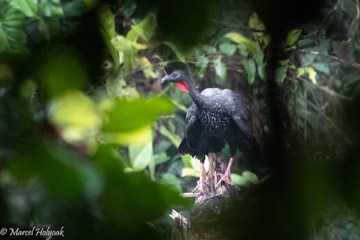 Crested Guan - ML495551561